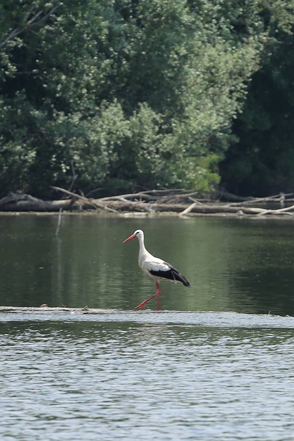 Međunarodni dan ptica selica u Nijemcima